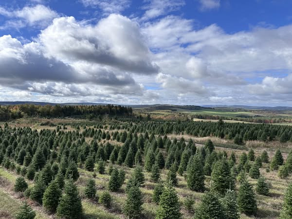 TREE FARM GALLERY