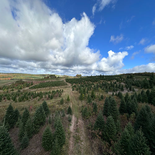 Wholesale Christmas Trees